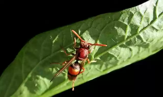 Kostenloser Download Insect Wasp Hornet - kostenloses Foto oder Bild zur Bearbeitung mit GIMP Online-Bildbearbeitung