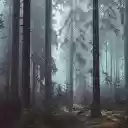 Into the Forest  screen for extension Chrome web store in OffiDocs Chromium