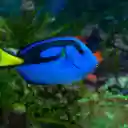 Introduction to the Theme: Green Wrasse  screen for extension Chrome web store in OffiDocs Chromium