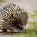 Introduction to the Theme: Hedgehog  screen for extension Chrome web store in OffiDocs Chromium
