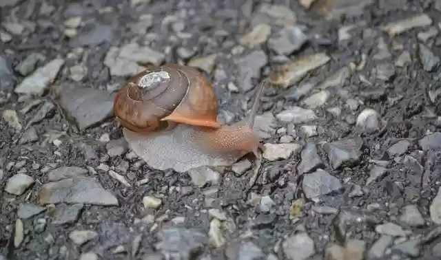 Free download Invertebrate Snail Nature -  free photo or picture to be edited with GIMP online image editor