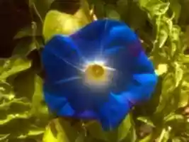 Free download Ipomoea Tricolor Heavenly Blue.Himmelblaue Prunkwinde.3264x2448 free photo or picture to be edited with GIMP online image editor