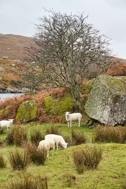 Free download Ireland Sheep Landscape -  free photo or picture to be edited with GIMP online image editor