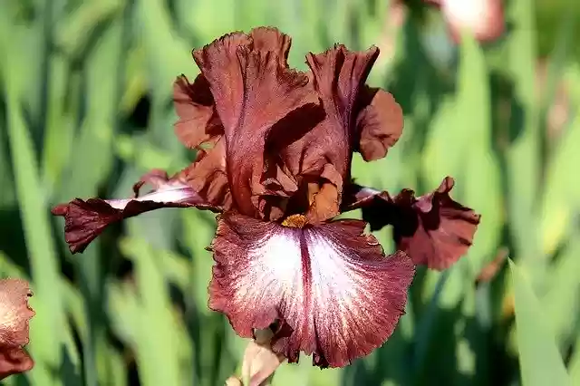 Free download Iris Chocolate Color Refined -  free photo or picture to be edited with GIMP online image editor