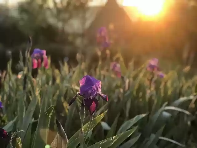 Free download Irises Morning Sun -  free free photo or picture to be edited with GIMP online image editor
