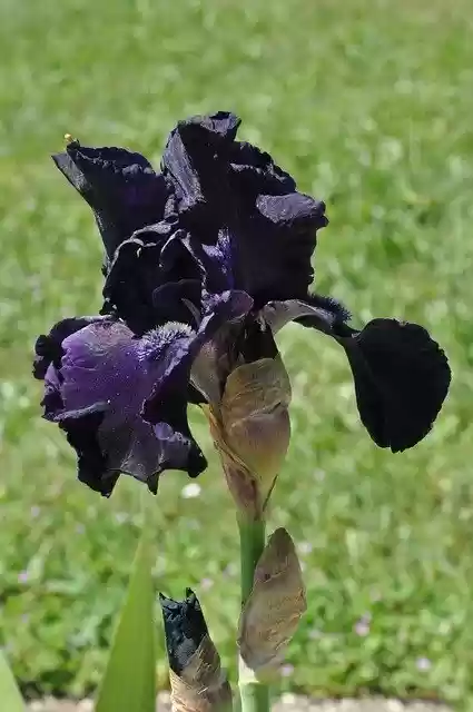 Free download Iris Flower Black -  free photo or picture to be edited with GIMP online image editor