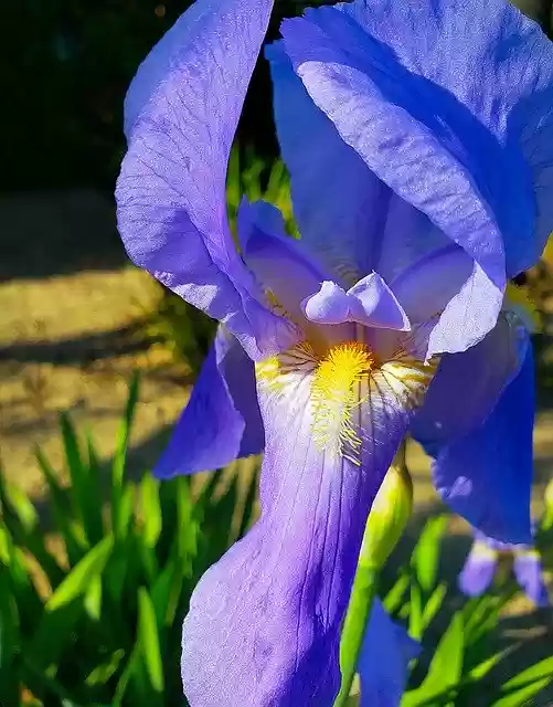 Free download Iris Flower Bloom -  free photo or picture to be edited with GIMP online image editor