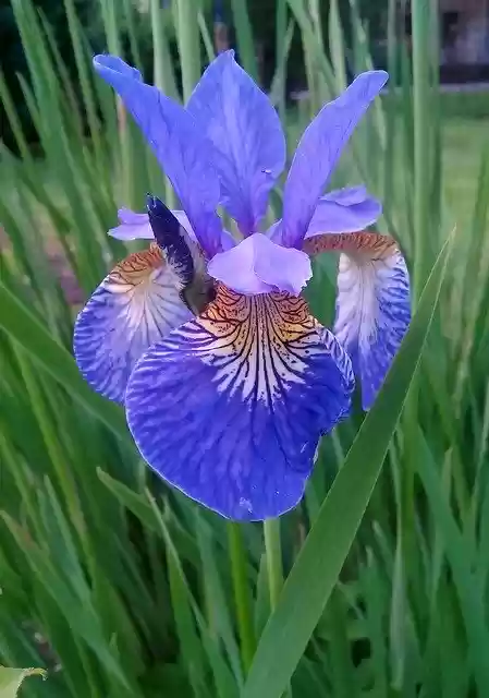 Free download Iris Flower Grass -  free photo or picture to be edited with GIMP online image editor