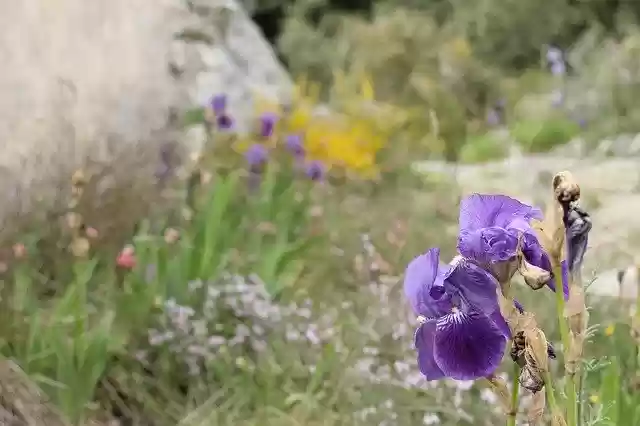 Descarga gratuita Iris Flower Nature: foto o imagen gratuita para editar con el editor de imágenes en línea GIMP
