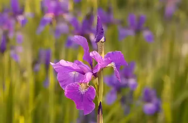 Free download iris purple iris purple flower free picture to be edited with GIMP free online image editor
