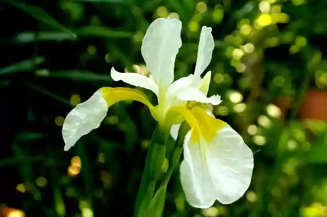 Free download Iris Spring White Flowers -  free photo or picture to be edited with GIMP online image editor
