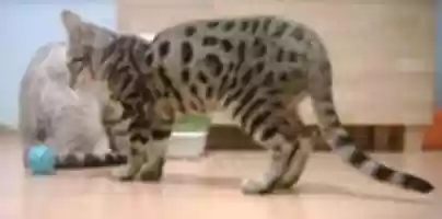 Free download isia-cat free photo or picture to be edited with GIMP online image editor