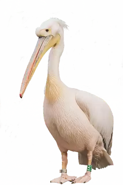 Free download Isolated Bird Pelikan -  free illustration to be edited with GIMP free online image editor