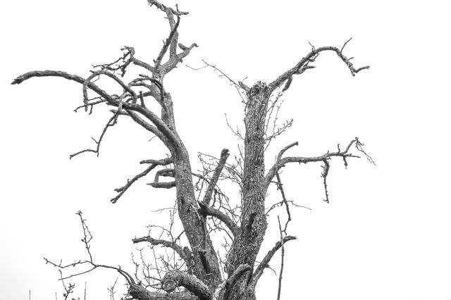 Free download Isolated Tree Cropping Exemption -  free photo or picture to be edited with GIMP online image editor