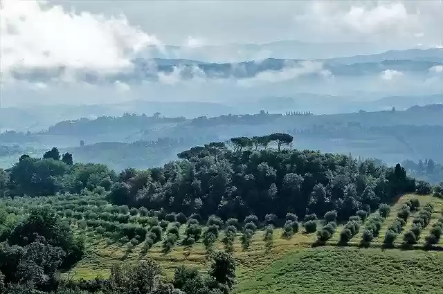 Free download Italy Olive Grove Landscape -  free photo or picture to be edited with GIMP online image editor