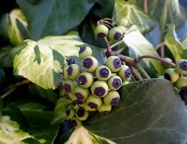 Free download Ivy Berries Fruit -  free photo or picture to be edited with GIMP online image editor