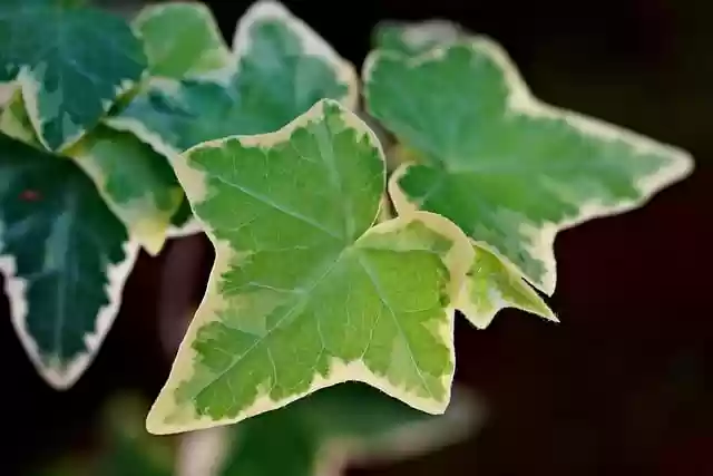 Free download ivy flora nature leaves botany free picture to be edited with GIMP free online image editor