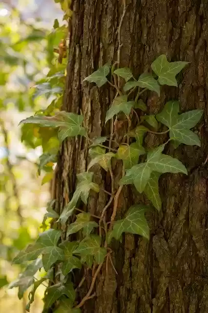 Free download Ivy Forest Nature -  free photo or picture to be edited with GIMP online image editor