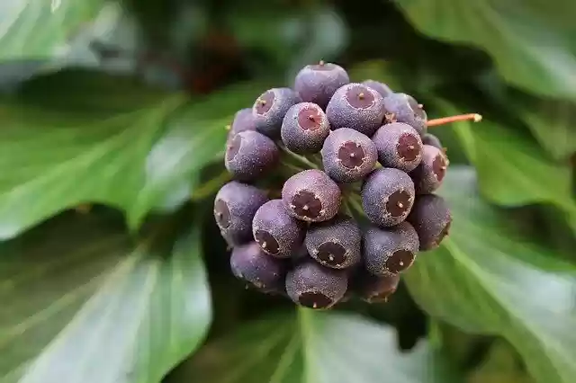 Free download Ivy Fruit Climber -  free photo or picture to be edited with GIMP online image editor