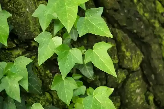 Free download Ivy Hedera Green -  free photo or picture to be edited with GIMP online image editor