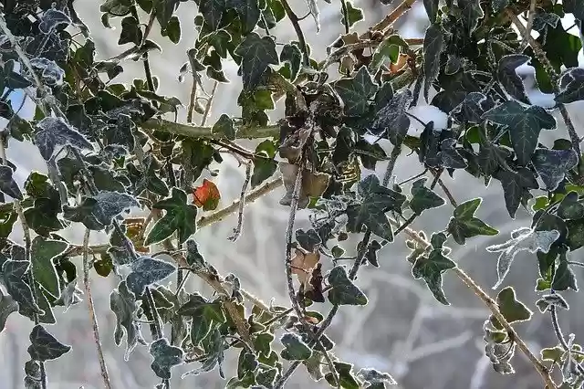 הורדה חינם Ivy On The Fence Winter Nature תבנית צילום בחינם לעריכה עם עורך תמונות מקוון GIMP