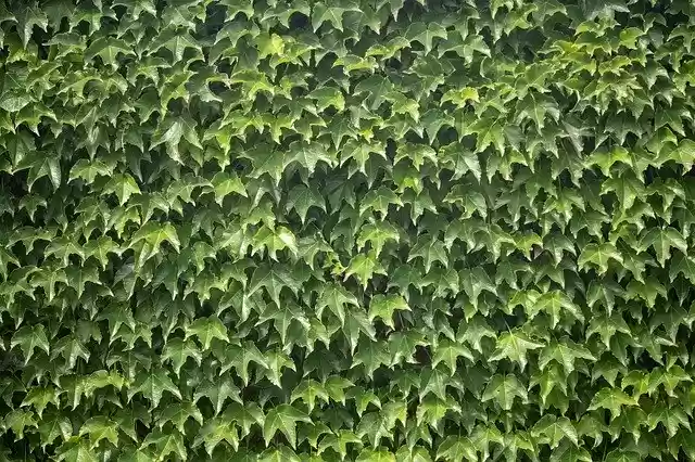 Free download Ivy Plant Wall -  free photo or picture to be edited with GIMP online image editor