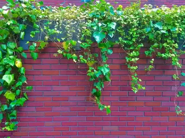 Free download ivy the vine wall aoyama free picture to be edited with GIMP free online image editor