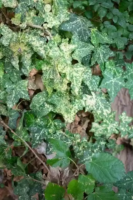 Free download Ivy Tree Leaves -  free photo or picture to be edited with GIMP online image editor