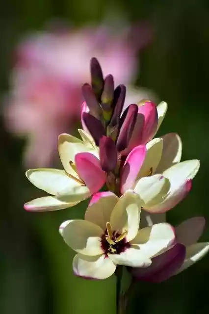 Free download Ixia Cream Magenta -  free photo or picture to be edited with GIMP online image editor