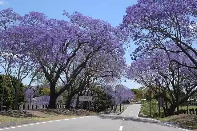 Free download Jacaranda Queensland Spring -  free photo or picture to be edited with GIMP online image editor