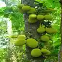 jackfruit tree wallpaper  screen for extension Chrome web store in OffiDocs Chromium