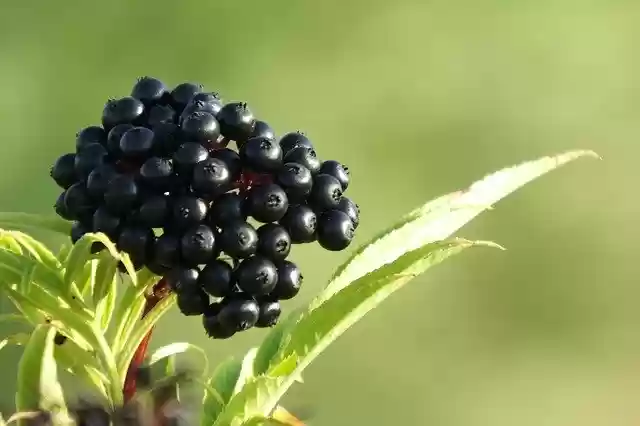 Free download Jagoda Black Mature -  free photo or picture to be edited with GIMP online image editor