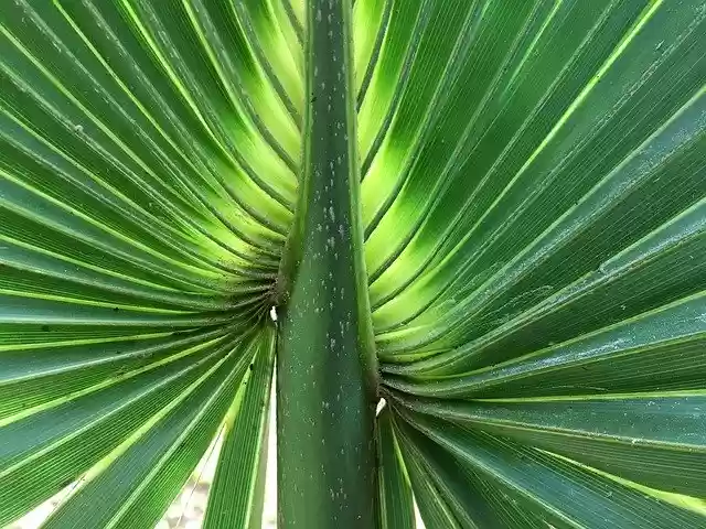 Free download James Sun Palm Fronds -  free photo or picture to be edited with GIMP online image editor