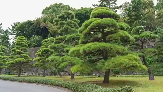 Free download japanese black pines pine free picture to be edited with GIMP free online image editor