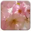 Japanese Cherry Blossom  screen for extension Chrome web store in OffiDocs Chromium