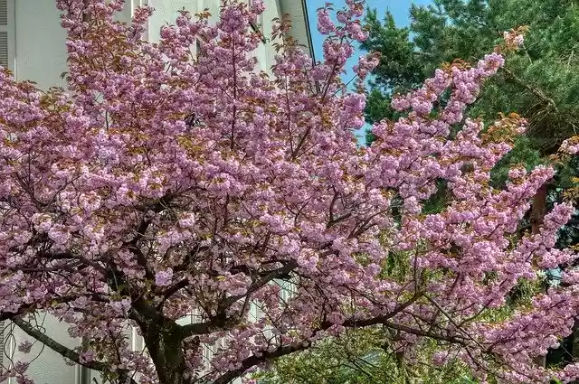 Free download Japanese Cherry Blossom Tree -  free photo or picture to be edited with GIMP online image editor