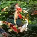 Japanese Koi Fish Pond  screen for extension Chrome web store in OffiDocs Chromium