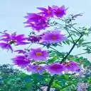 Japanese Wildflower Wallpaper  screen for extension Chrome web store in OffiDocs Chromium