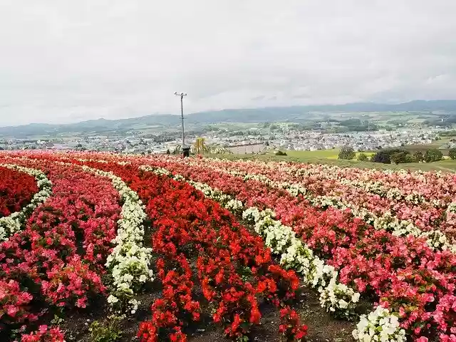 Free download Japan Hokkaido Furano -  free photo or picture to be edited with GIMP online image editor