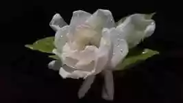 Free download Jasmine Drops Flower -  free video to be edited with OpenShot online video editor