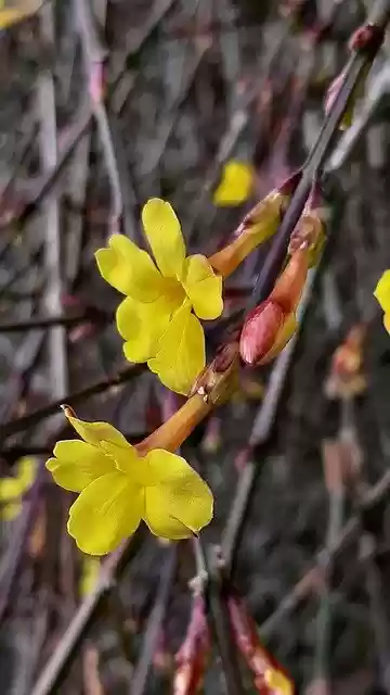 Free download jasmine in winter jasminum nudiflorum free picture to be edited with GIMP free online image editor