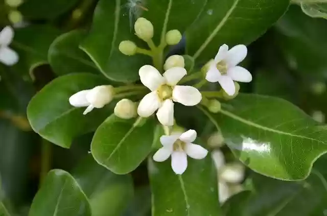 Free download Jasmine Spring Bouquet -  free photo or picture to be edited with GIMP online image editor
