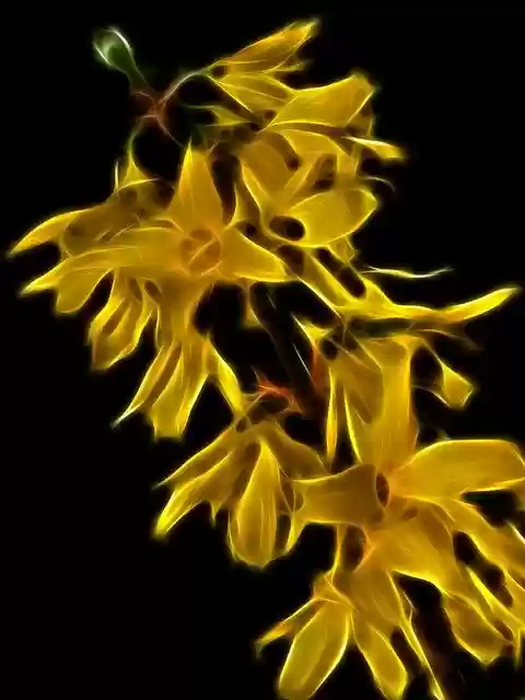 Free download Jasmin Plant Yellow -  free illustration to be edited with GIMP free online image editor