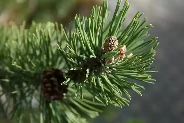 Free download jaw conifer branch tap fruit set free picture to be edited with GIMP free online image editor