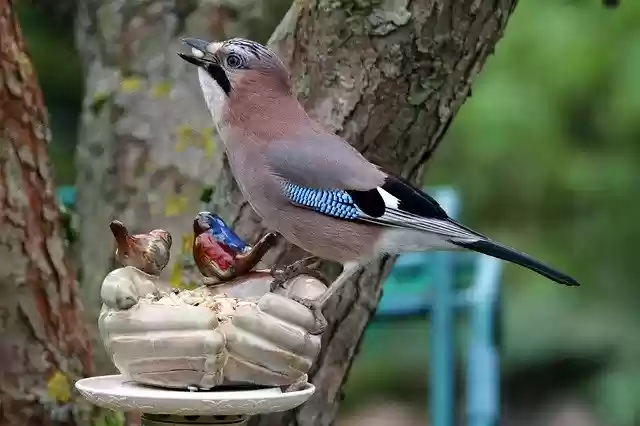 Free download Jay Likes Nuts Acorns And Other -  free photo or picture to be edited with GIMP online image editor