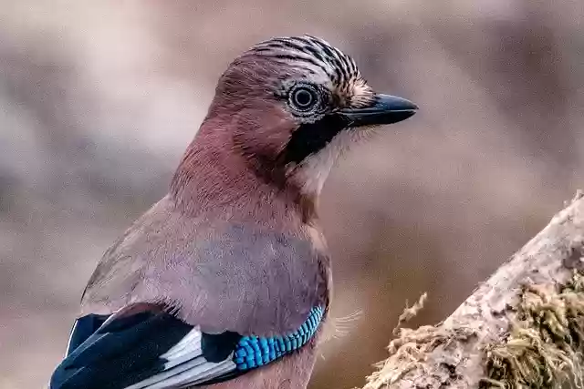 Free download jay nature bird winter free picture to be edited with GIMP free online image editor