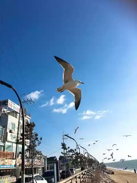 Free download Jebudo Seagull Fly -  free illustration to be edited with GIMP free online image editor