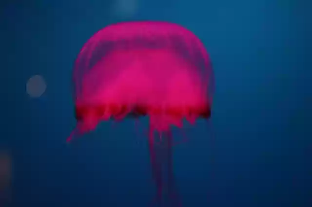 Free download Jelly Fish Ocean Pink -  free photo or picture to be edited with GIMP online image editor