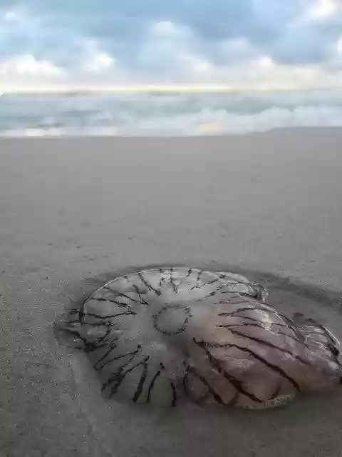 Free download Jellyfish Sand Sky North -  free photo or picture to be edited with GIMP online image editor
