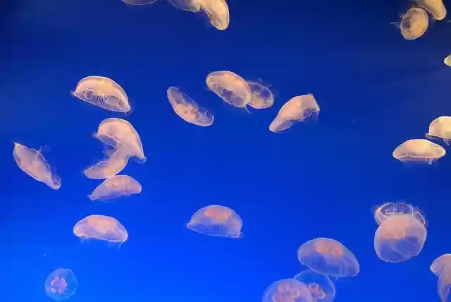 Free download jellyfish sea jelly aquarium free picture to be edited with GIMP free online image editor